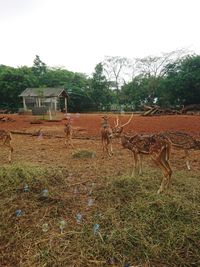 View of a horse on field