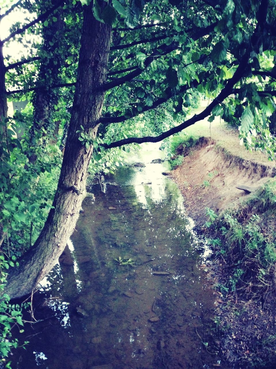 tree, growth, forest, tranquility, green color, nature, tree trunk, tranquil scene, branch, beauty in nature, scenics, day, sunlight, plant, outdoors, lush foliage, water, no people, woodland, non-urban scene