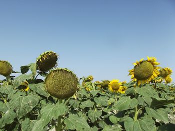 Low angle view of yellow flowers against clear sky