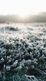 Close-up of snow on land