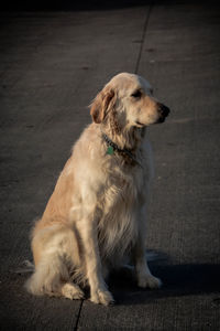 Close-up of golden retriever sitting on floor