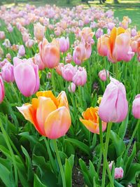 Close-up of tulips growing on field