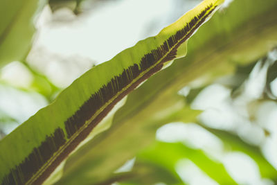 Close-up of fresh green plant against sky