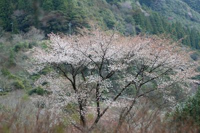 Flowers growing on tree