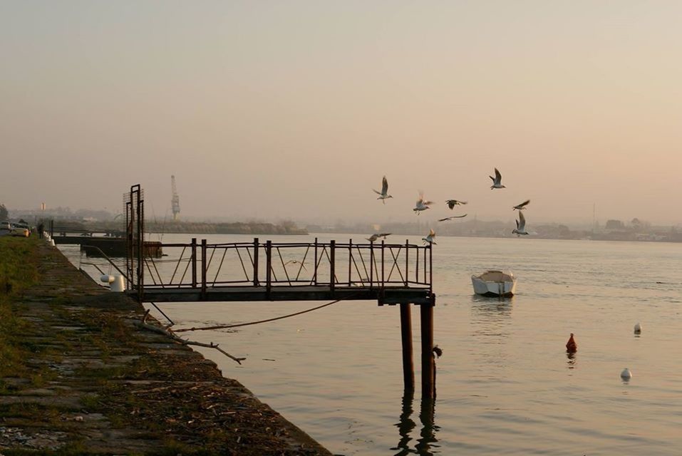 BIRDS FLYING OVER SEA