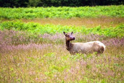 Side view of a horse on field