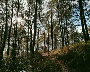 Trees in forest against sky