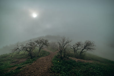 Trees on field against sky