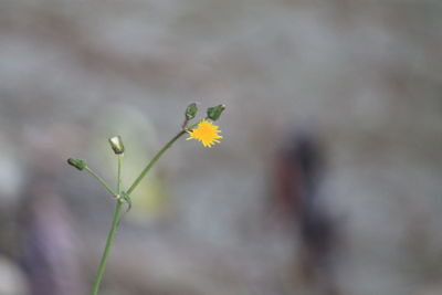 Close-up of yellow flower