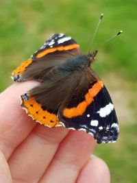 Close-up of butterfly on hand