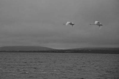 Seagulls flying over sea