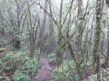 Trees in forest