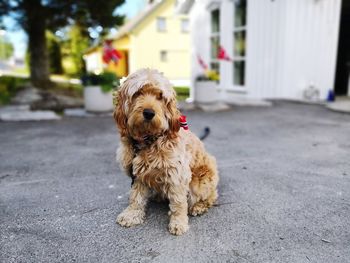 Portrait of dog outside a house