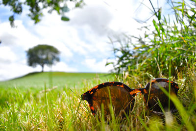 Close-up of grass on field against sky