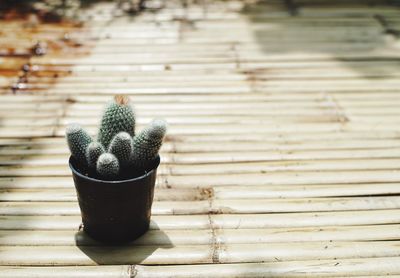 Close-up of cactus on table