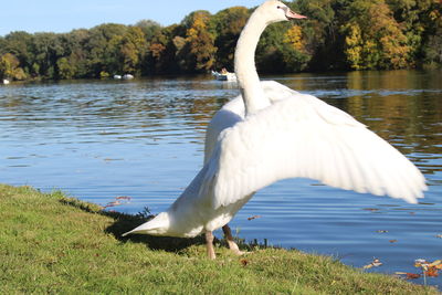 Close-up of swan on lakeshore