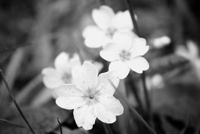 Close-up of pink flowers blooming outdoors