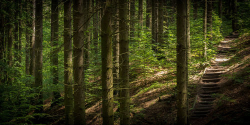 Trees growing in forest