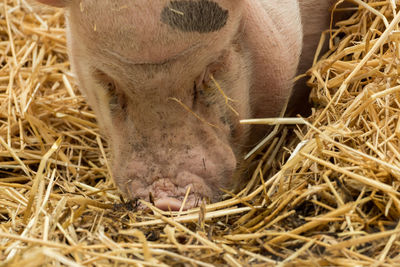 Close-up of a horse