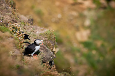 Puffin standing on a rock cliff . fratercula arctica