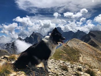 View of dog on mountain against cloudy sky