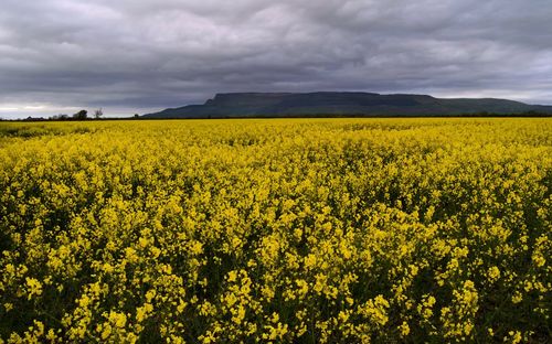 Scenic view of field against cloudy sky