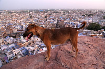 View of a dog looking away