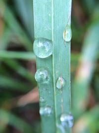 Close-up of plant