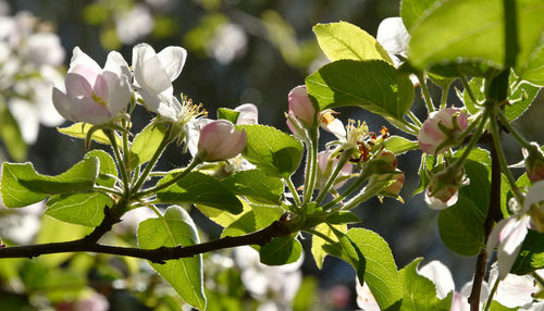 Close-up of flowering plant