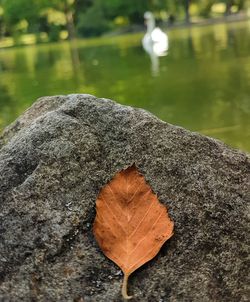 Close-up of dry maple leaf on rock