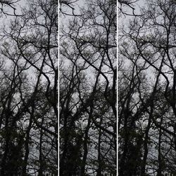 Low angle view of trees in forest