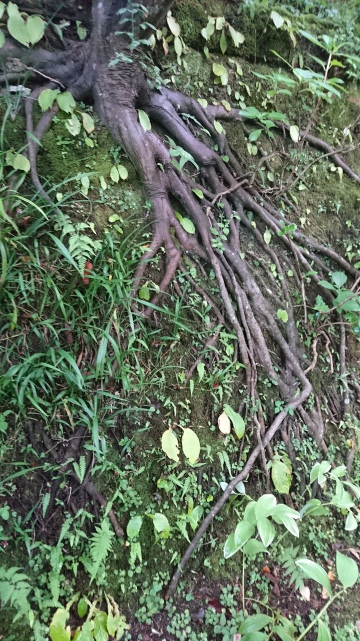 FULL FRAME OF TREE TRUNK