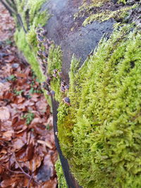 High angle view of moss on tree trunk