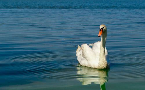 Swan swimming in lake