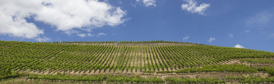 Scenic view of vineyard against sky