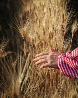 Midsection of woman in wheat field