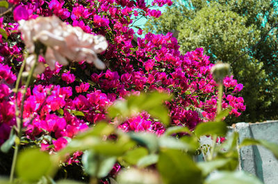 Close-up of pink flowers blooming outdoors