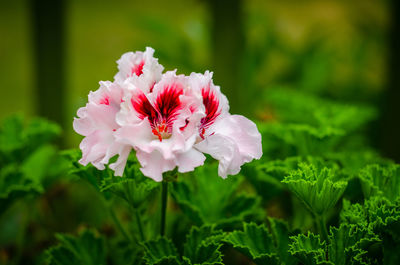 Close-up of pink flowering plant