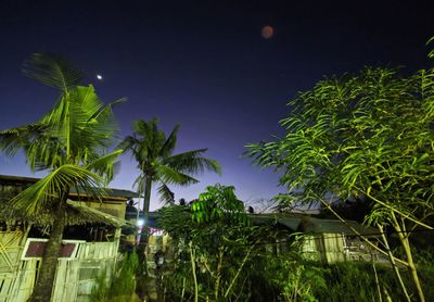 Palm trees and plants against sky at night