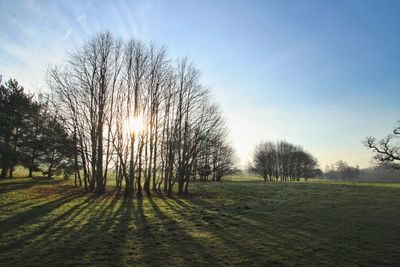 Trees on field against sky