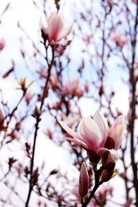 Low angle view of cherry blossoms