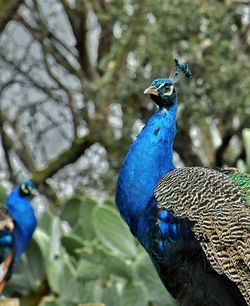 peacock