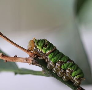 Close-up of insect on plant