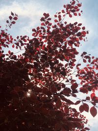 Low angle view of flowering tree against sky