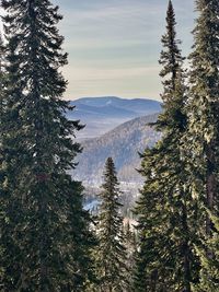 Pine trees in forest against sky