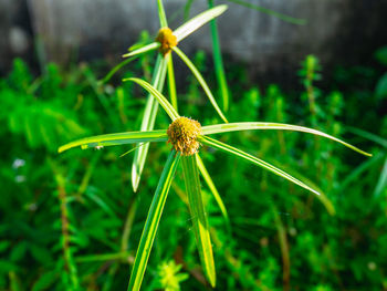 Close-up of dandelion flower