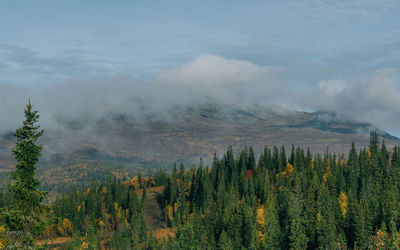 Scenic view of forest against sky