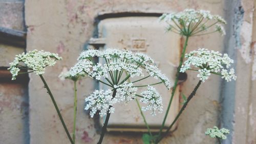 Close-up of potted plant against wall