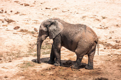 Side view of elephant standing