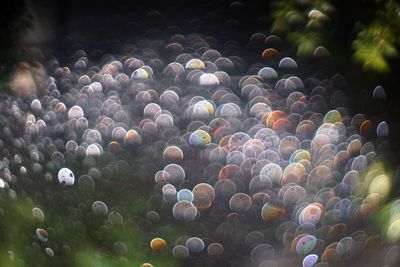 View of jellyfish in sea